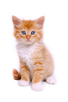 CCkitten