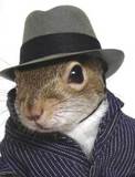 LoneMcSquirrel