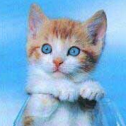 Aqua Kitten