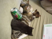 Fizz Kitten