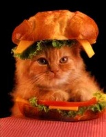 Sandwich Kitten