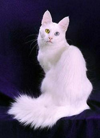 Jew Kitten
