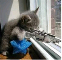 kage kitten