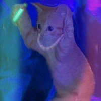 UnknownKitten