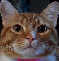 Thin_Kitten