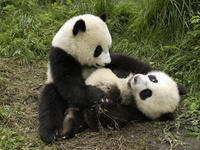 PandaZdl