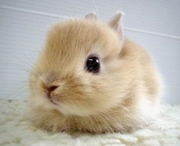 bunnysrock4ever