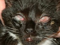 Herpes Kitten