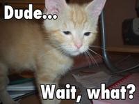 Stoned Kitten