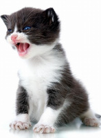 Teenager Kitten