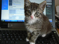 FontSize Kitten