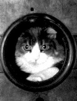 Cat248