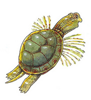 FlyingTurtleCo