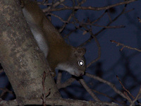 DarkheartMcSquirrel