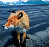 Foxfreak