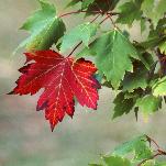 RedSycamore