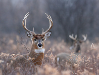 mbhunter9315