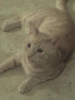 cat feeder121
