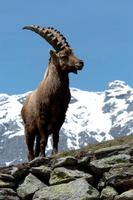 MFK_Goat