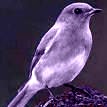 Violet Bird