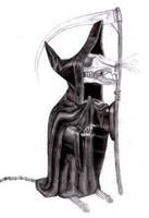 redaerara