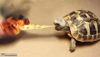 fireturtle