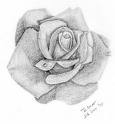 La-Petit-Rose