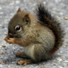 rosysquirrelface