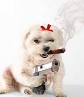 dog2man