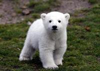 PolarBear6