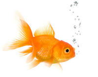 _Fishi3