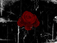 CrimsonTippedPetals