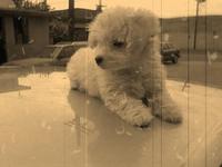 danipoodle