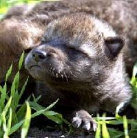Lonelywolfcub