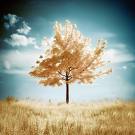 ~Dream