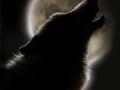 Nightwolf175