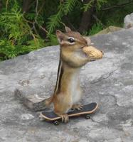 skatergirl246