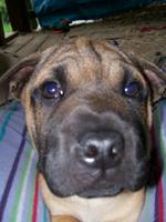 PudgeBlackie13