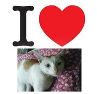 kittycats