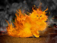 Pyrocat88