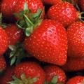 strawb3rrygirl