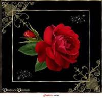 Rose_DayStar