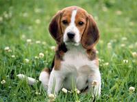 wiffer