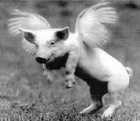 fluffypker