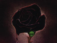 Bl4ck_Rose