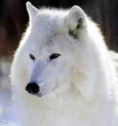 Frostwolfe