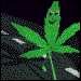 Mr.E Weed