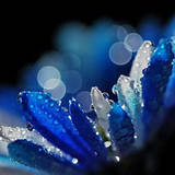 MidnightBliss