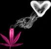 Carijuana