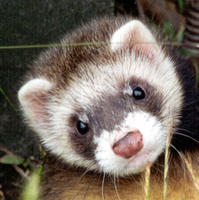 FerretsOnTehParade